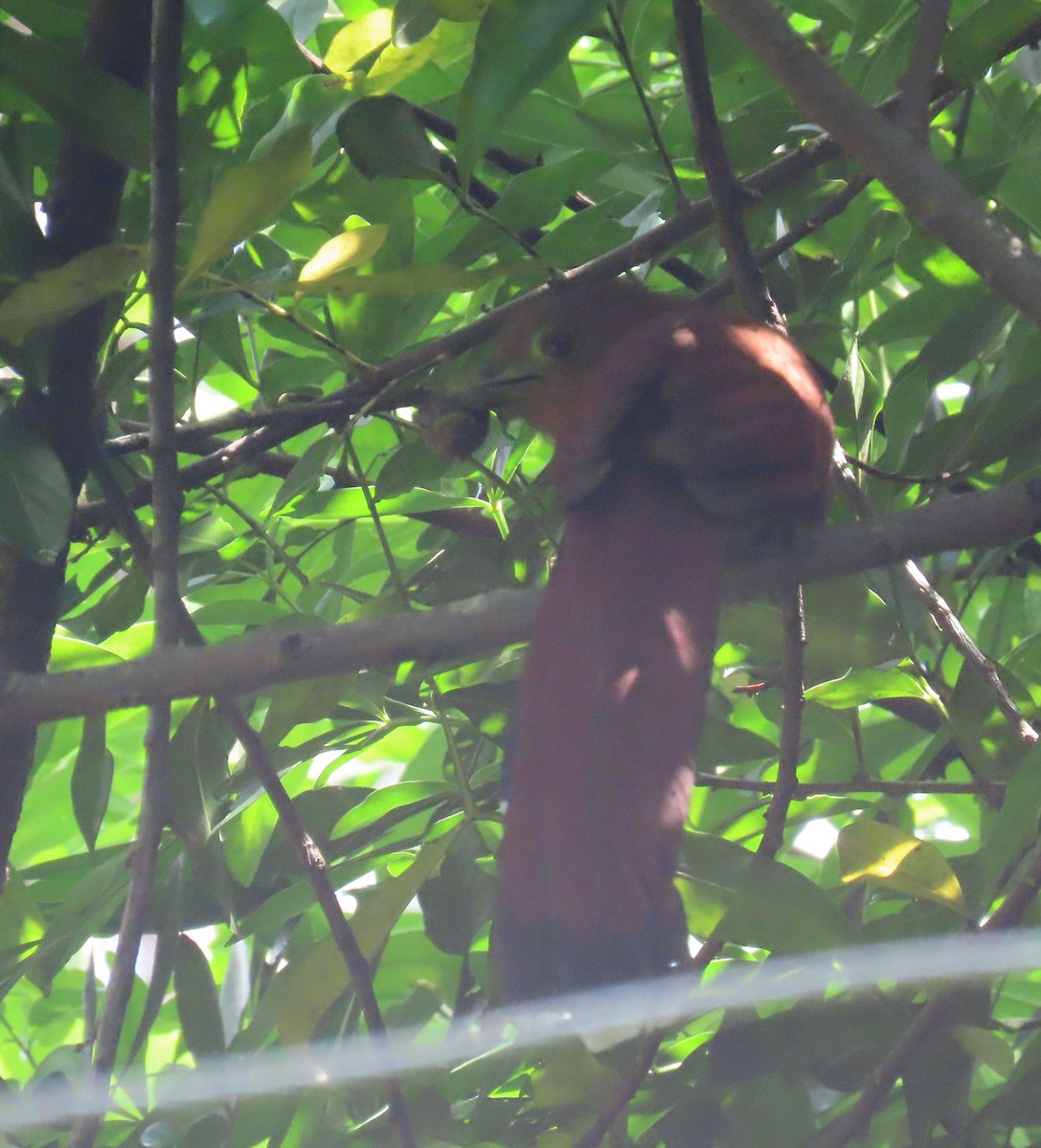 Squirrel Cuckoo (Middle America) - ML622605224