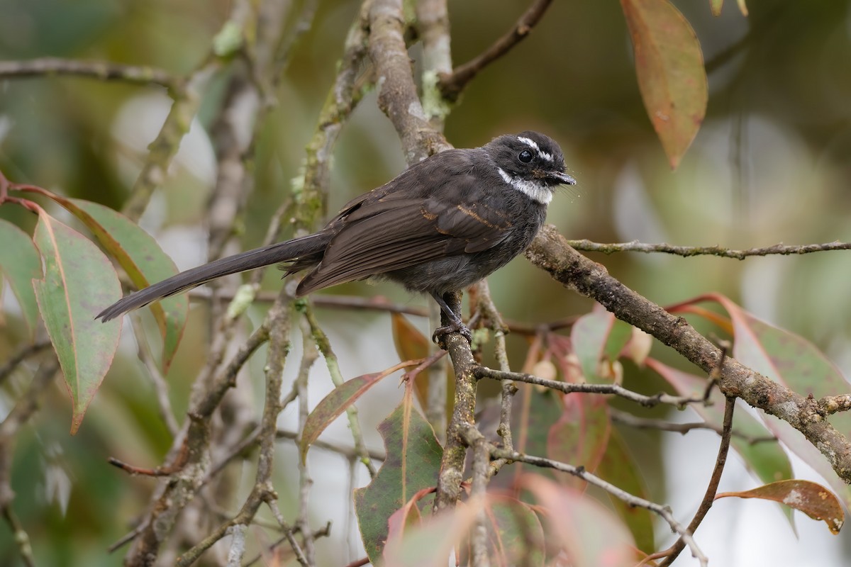 White-throated Fantail - ML622605226