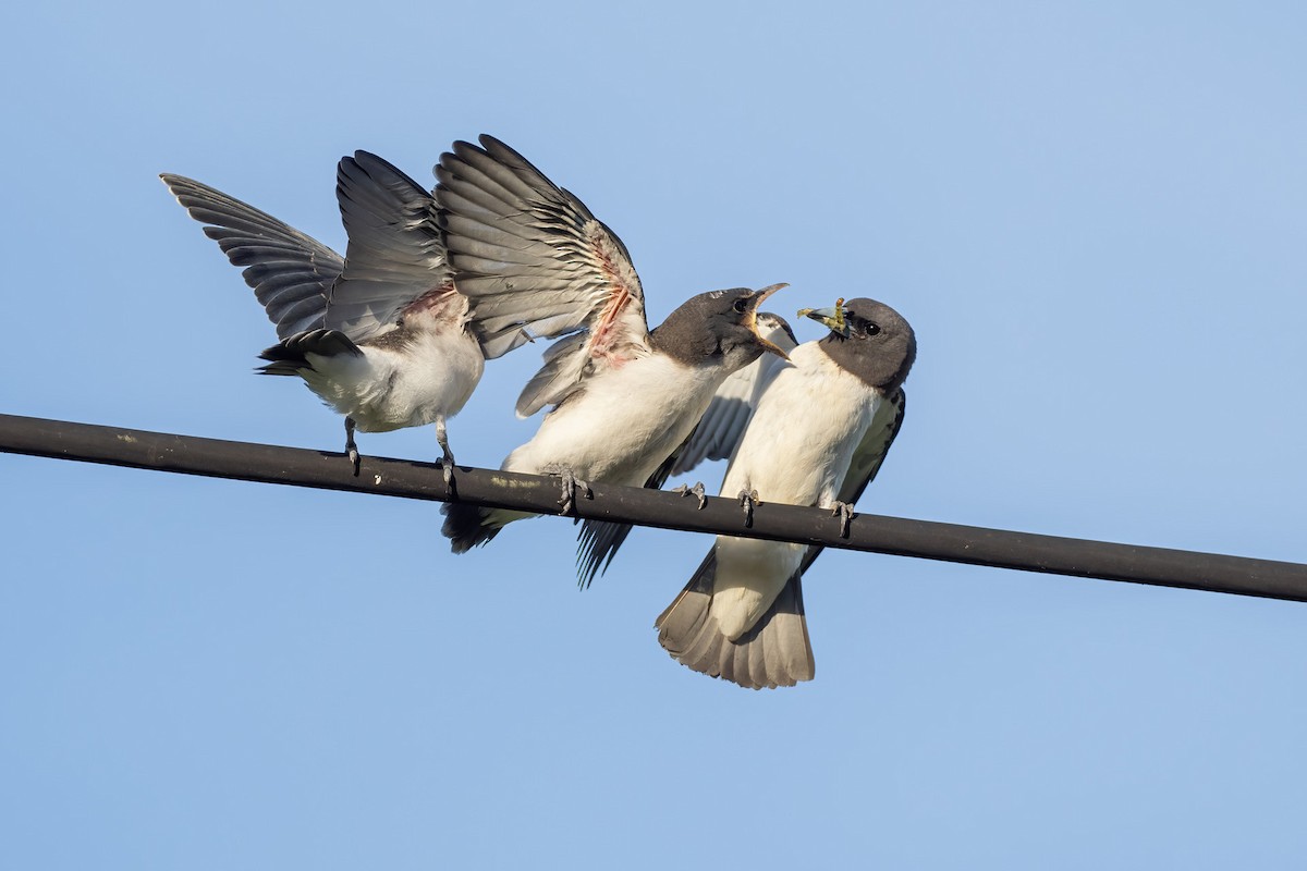 White-breasted Woodswallow - ML622605284