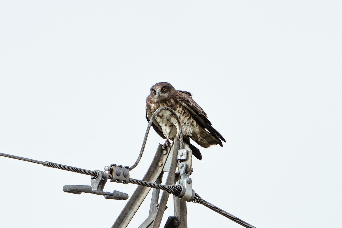 Short-toed Snake-Eagle - ML622605289