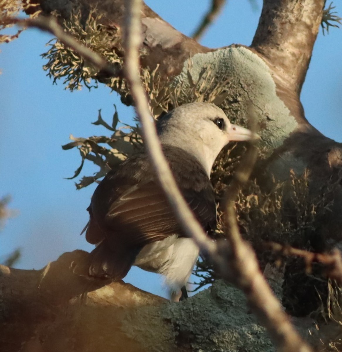 White-headed Vanga - ML622605295