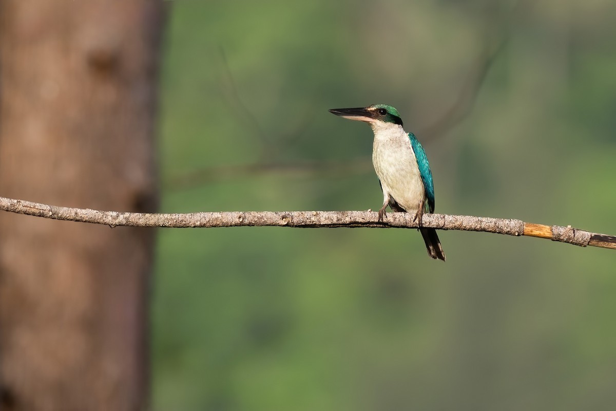 Collared Kingfisher - ML622605299