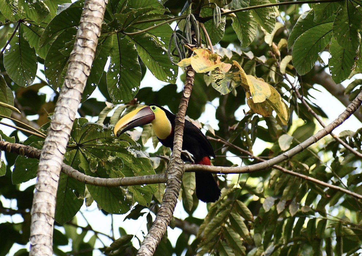 Yellow-throated Toucan - ML622605351