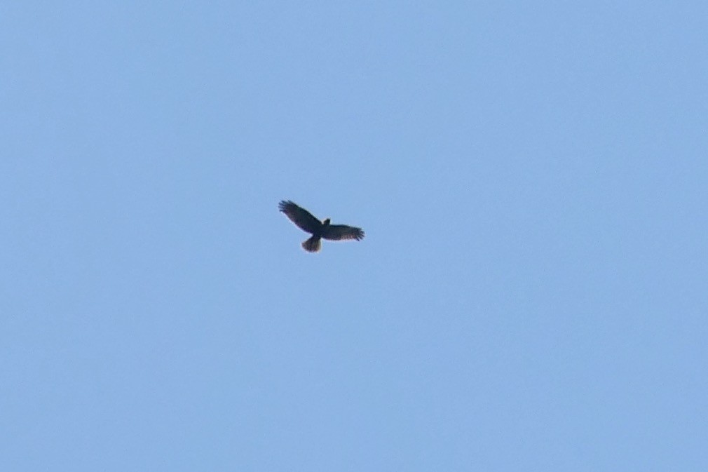 Намгийн хулд - ML622605358