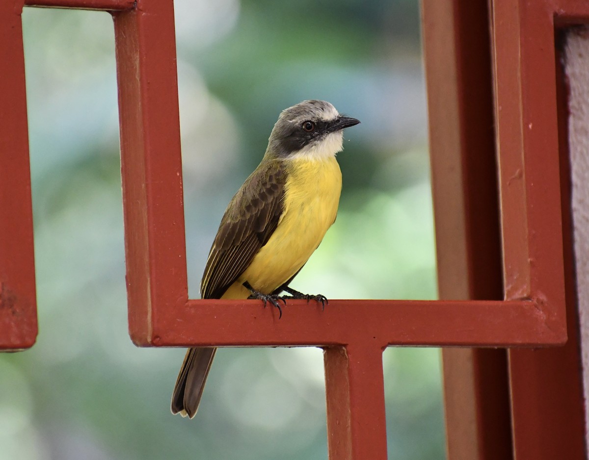 Gray-capped Flycatcher - ML622605360