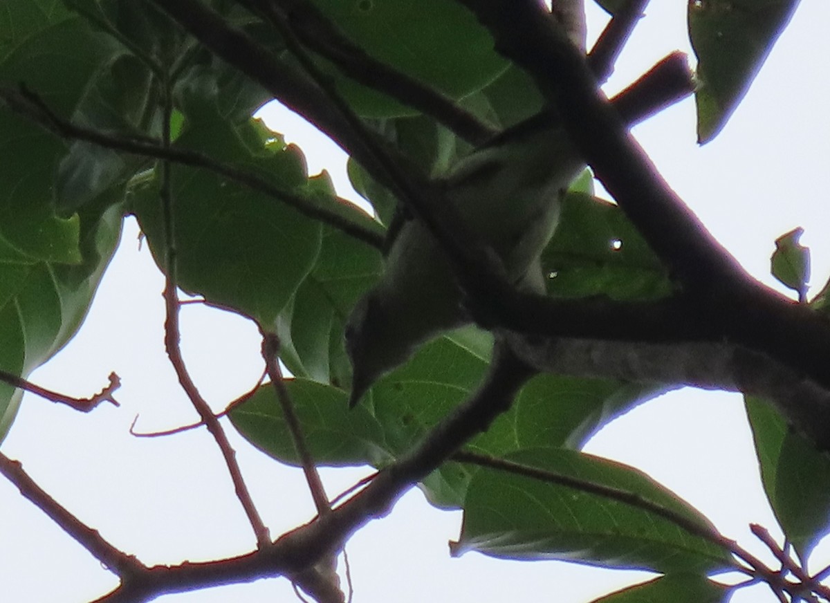 Plumbeous Vireo (Central American) - Thomas Brooks