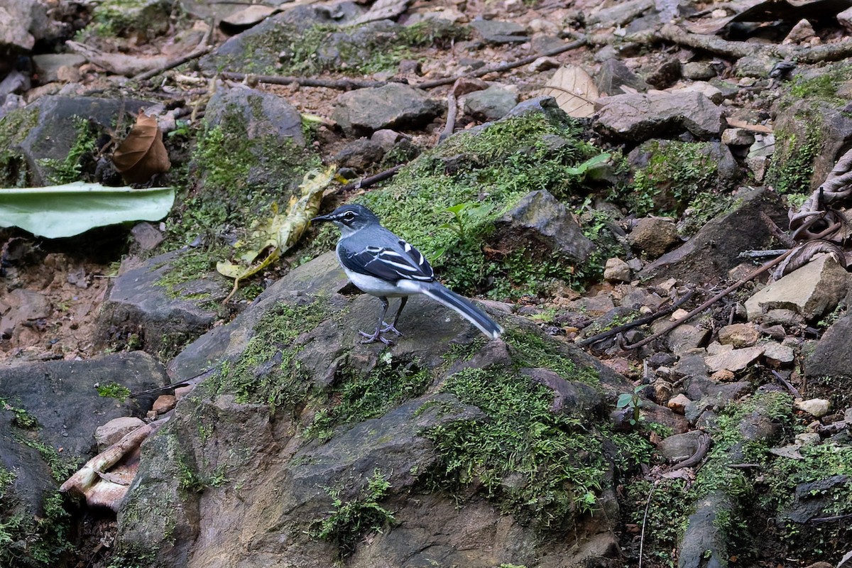 Mountain Wagtail - ML622605407