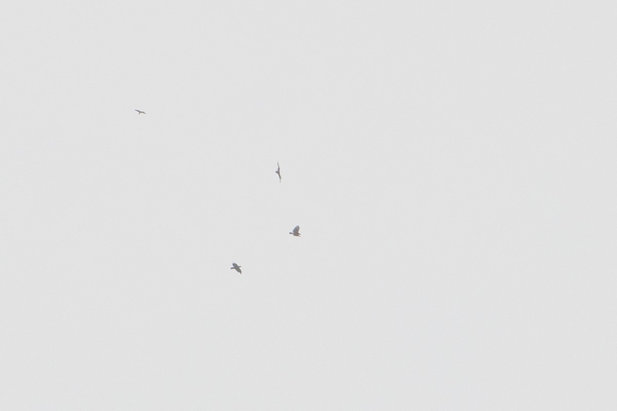 Common Buzzard (Cape Verde) - ML622605434