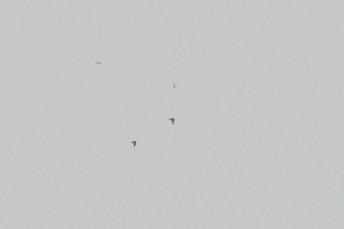 Common Buzzard (Cape Verde) - ML622605435