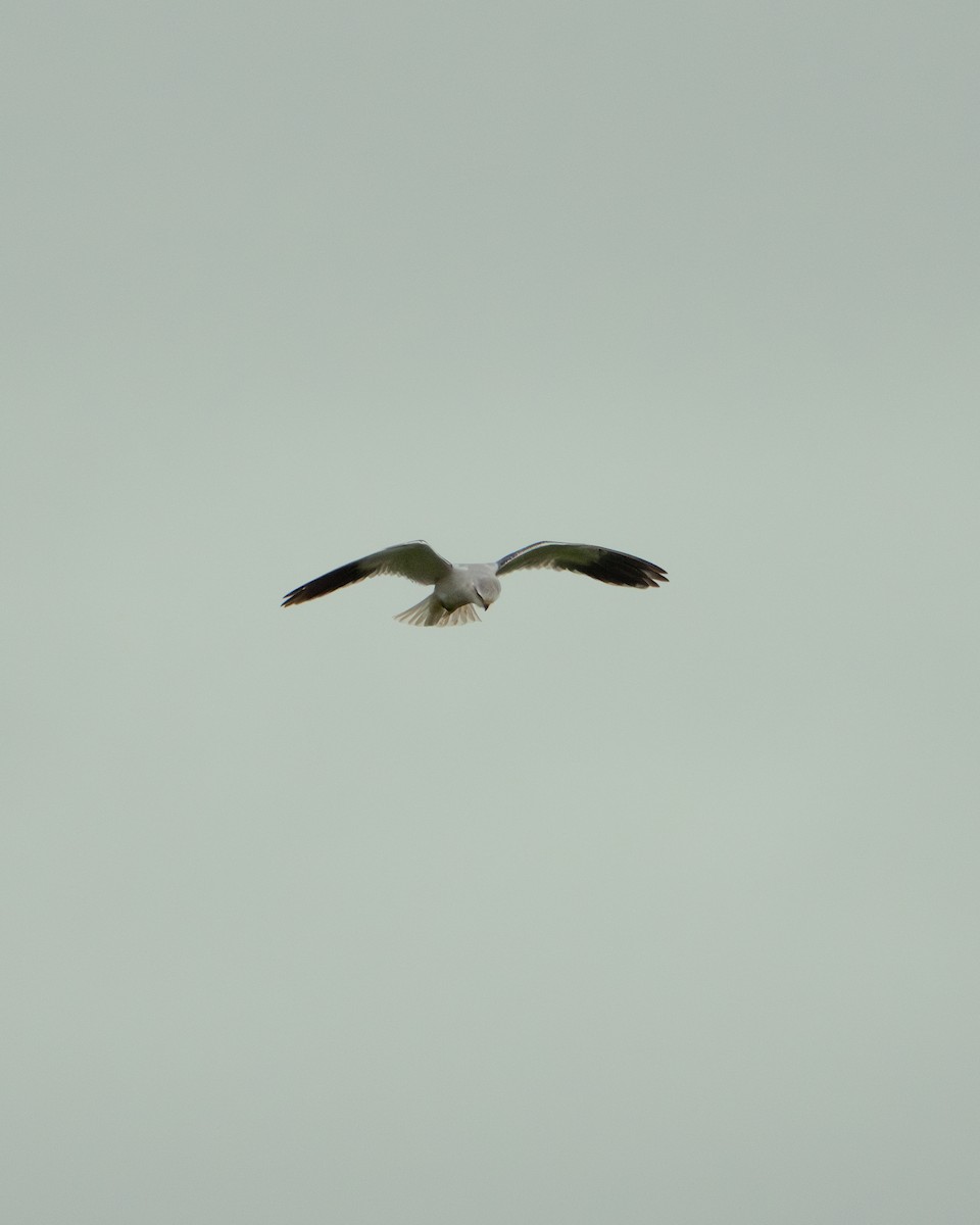 黑翅鳶 - ML622605436