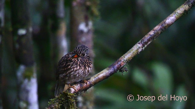 White-chested Puffbird - ML622605448