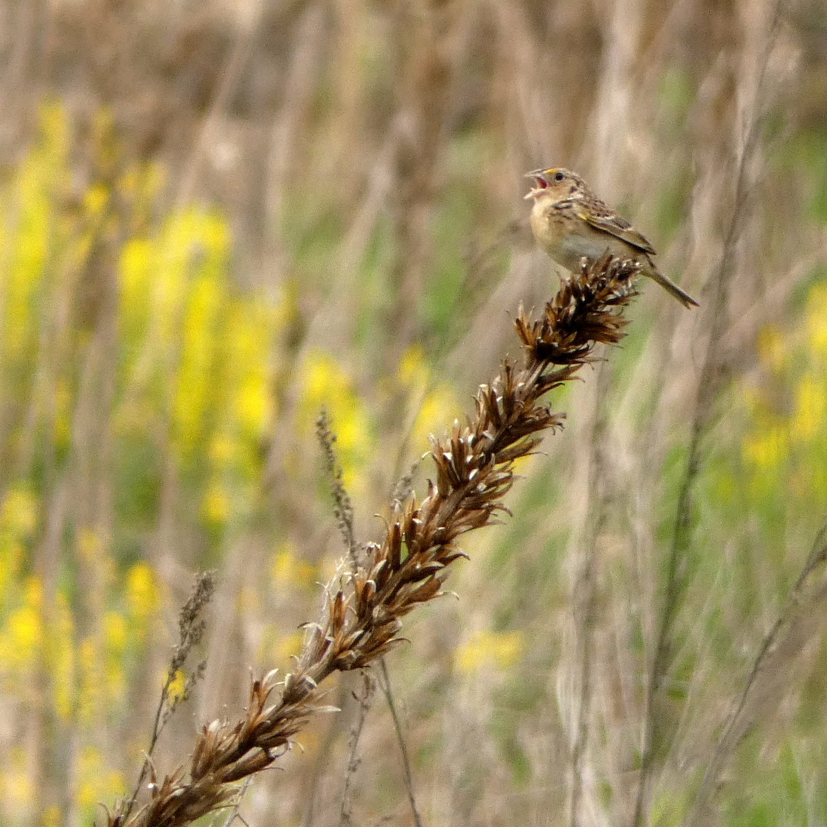 Grasshopper Sparrow - ML622605470