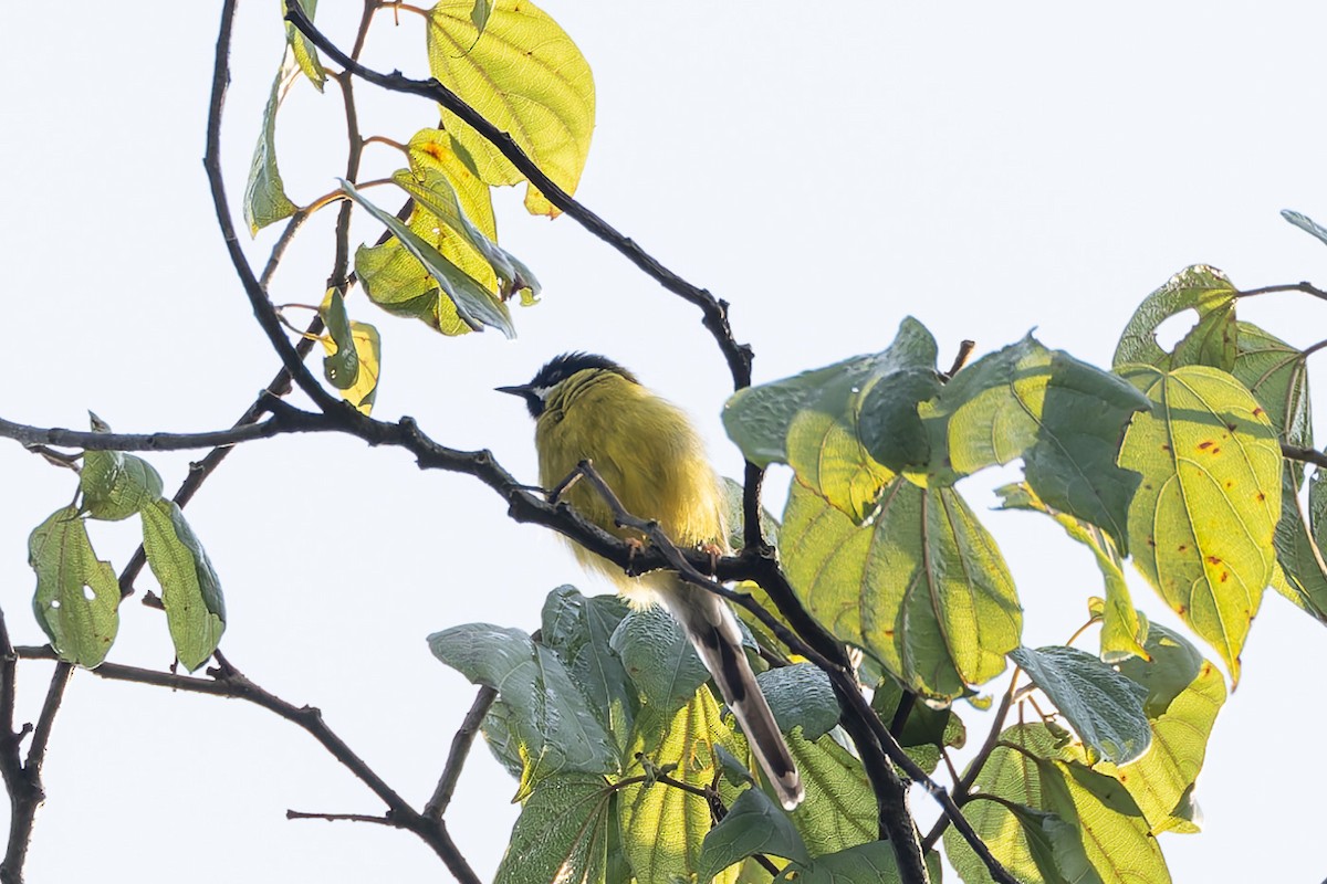 Black-throated Apalis - ML622605476