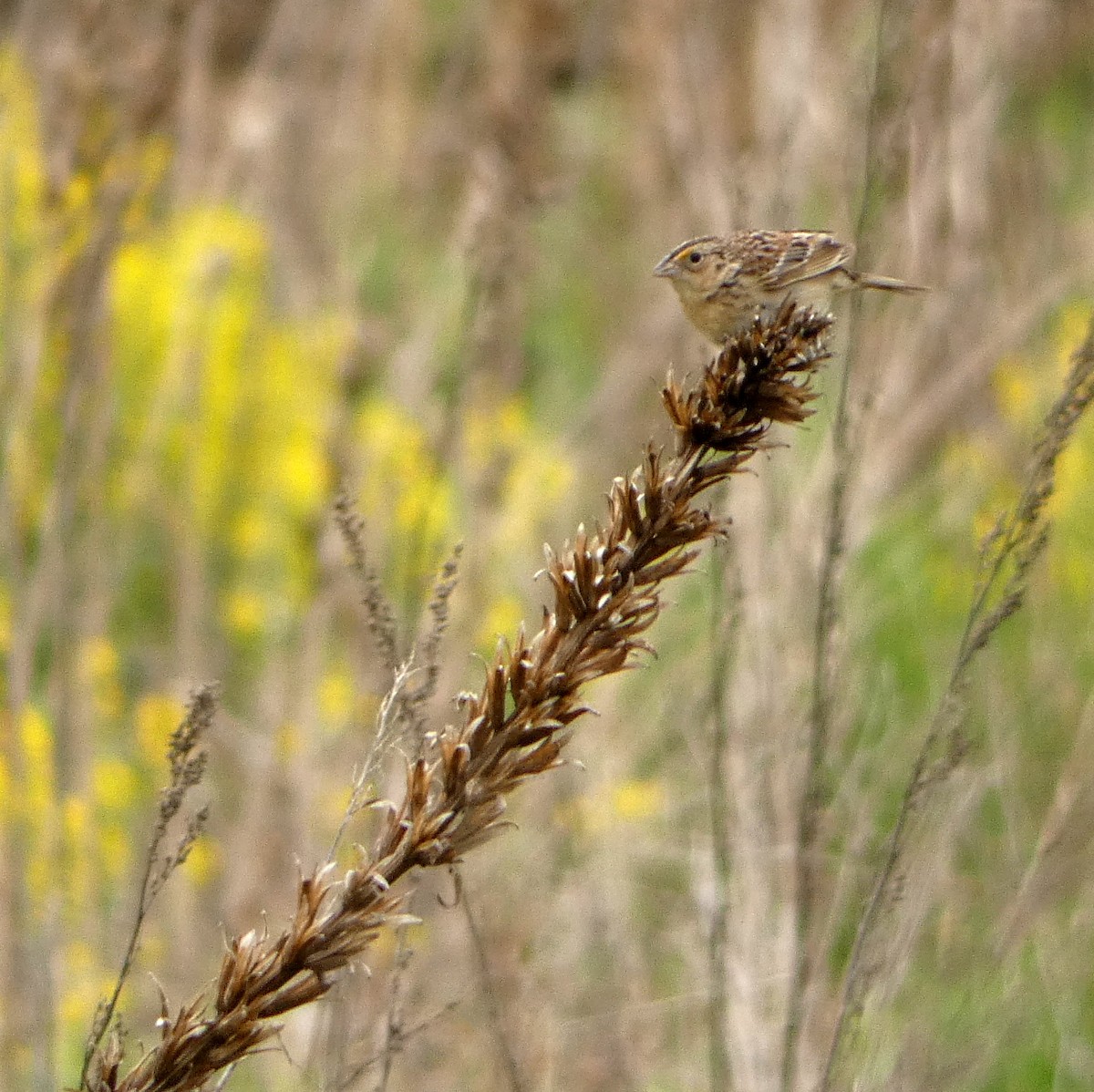 Grasshopper Sparrow - ML622605478