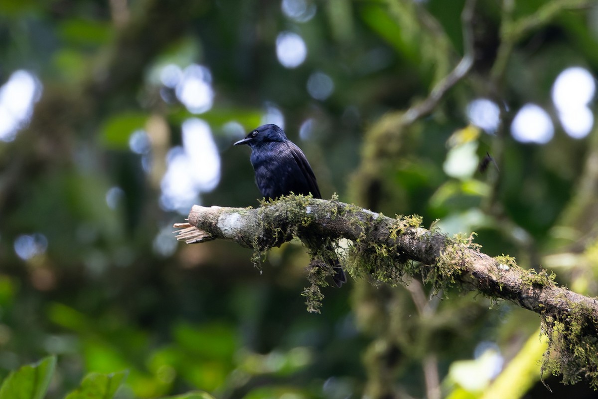 Waller's Starling - ML622605481