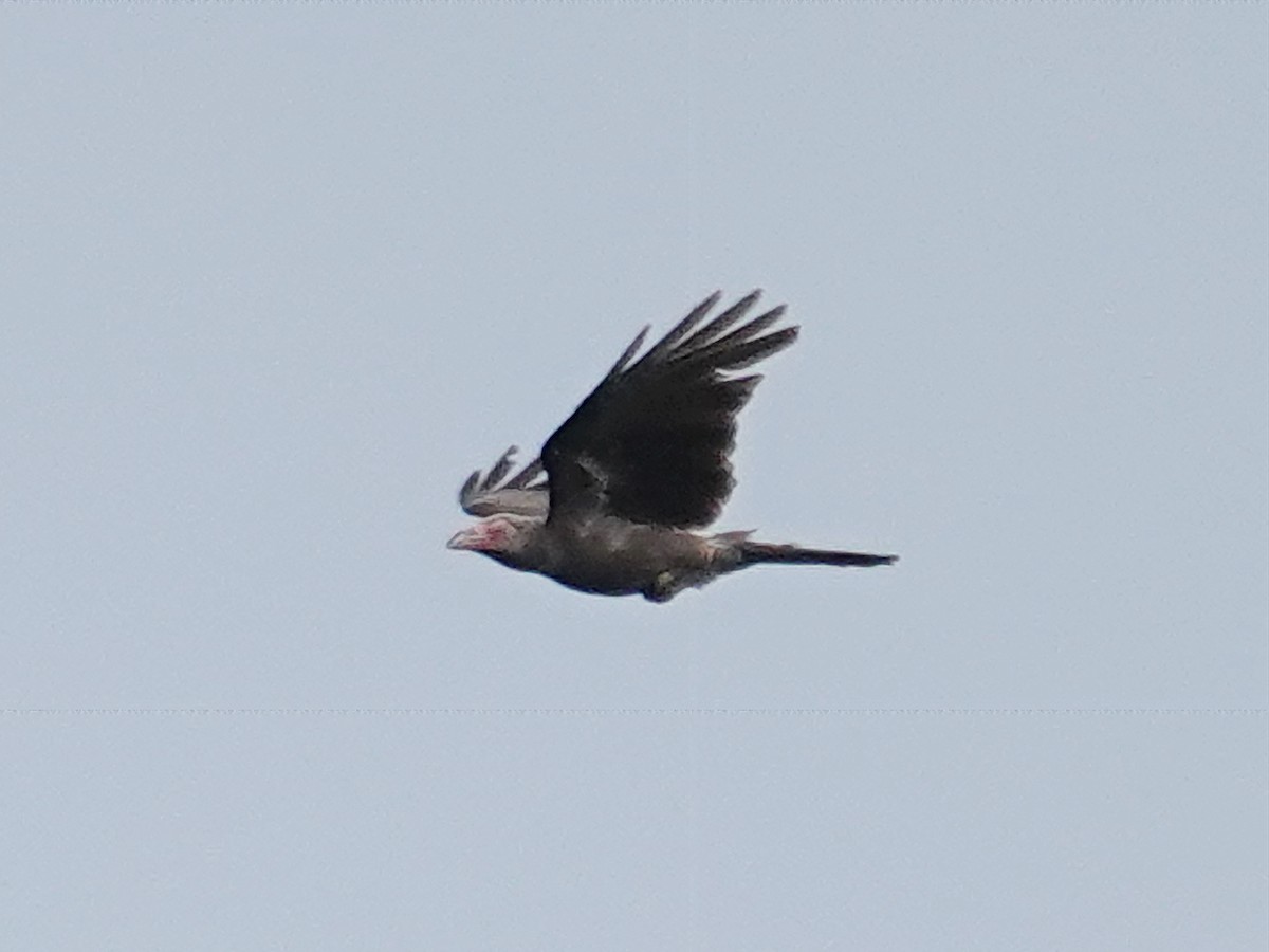 Gray Crow - ML622605486