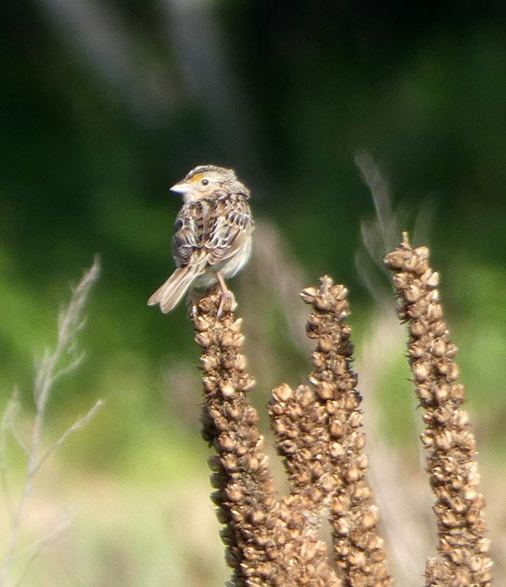 Grasshopper Sparrow - ML622605571