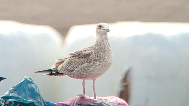 Caspian Gull - ML622605587