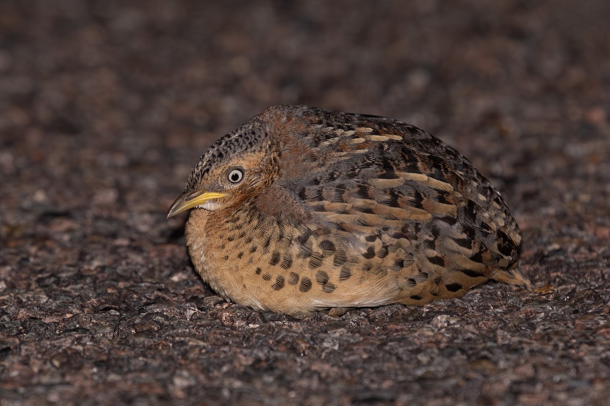 Red-backed Buttonquail - ML622605604