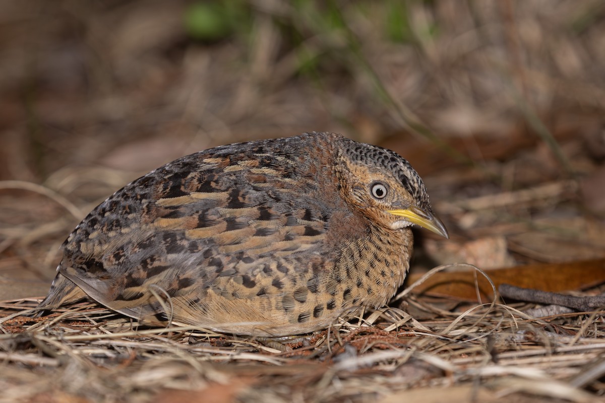 Red-backed Buttonquail - ML622605605