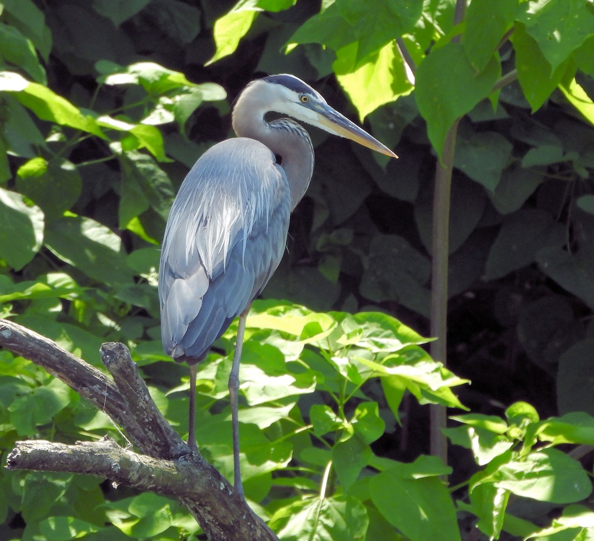 Great Blue Heron - ML622605661