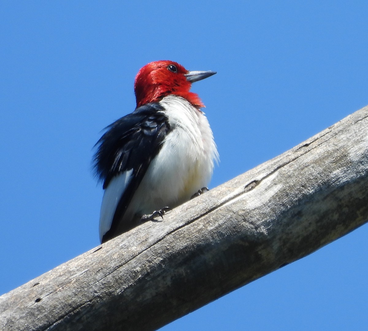 Red-headed Woodpecker - ML622605672