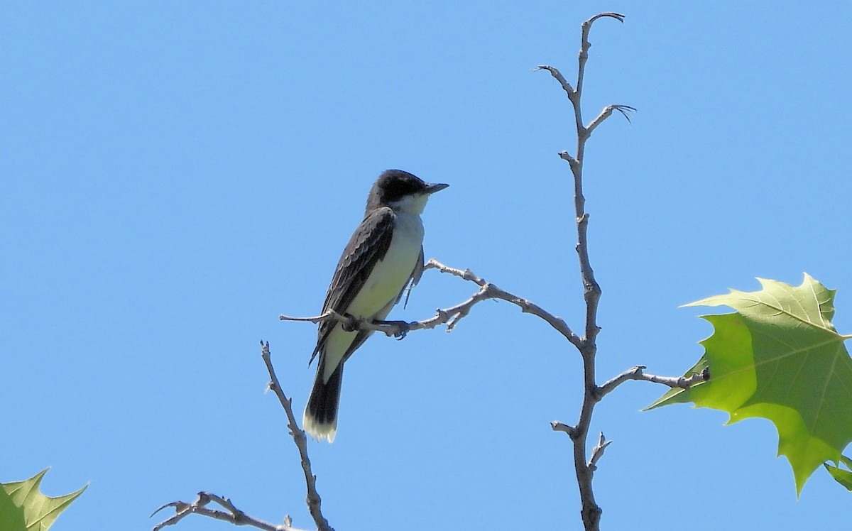 Eastern Kingbird - Anna Kozlenko