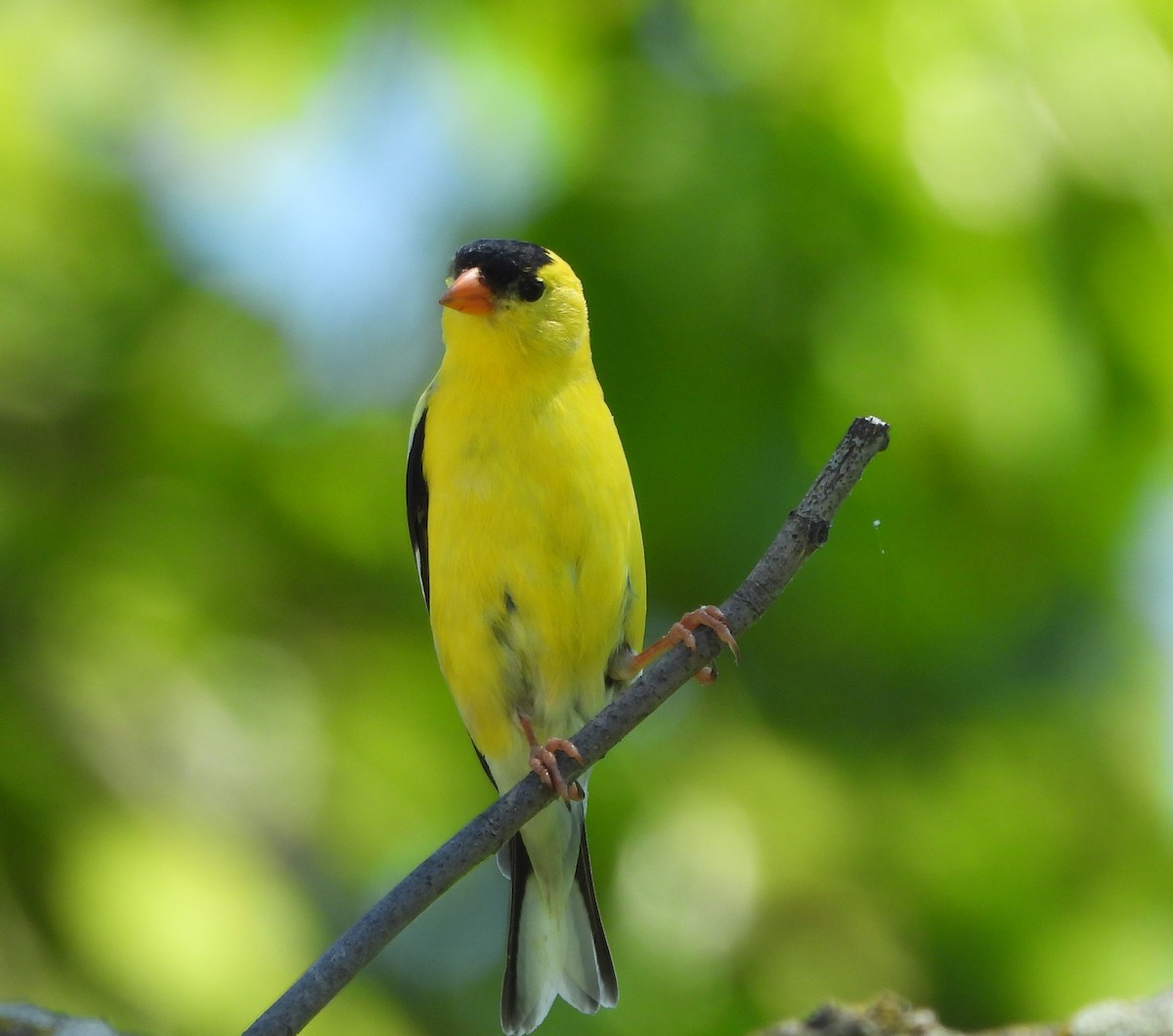 American Goldfinch - Anna Kozlenko