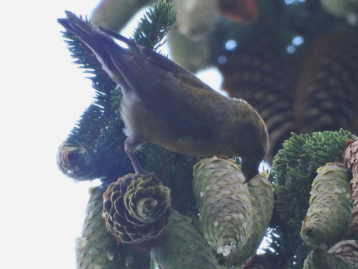 Red Crossbill (Phantom or type D) - ML622605747