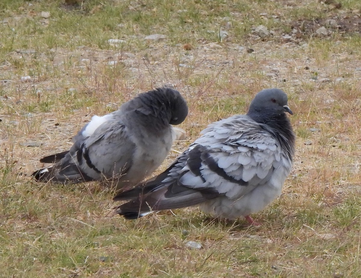 Hill Pigeon - ML622605748