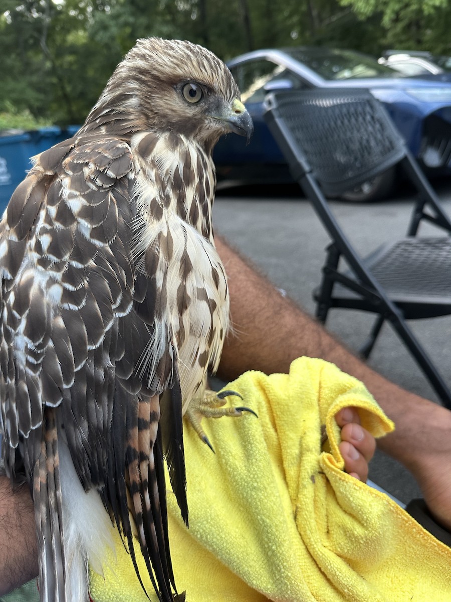 カタアカノスリ - ML622605915