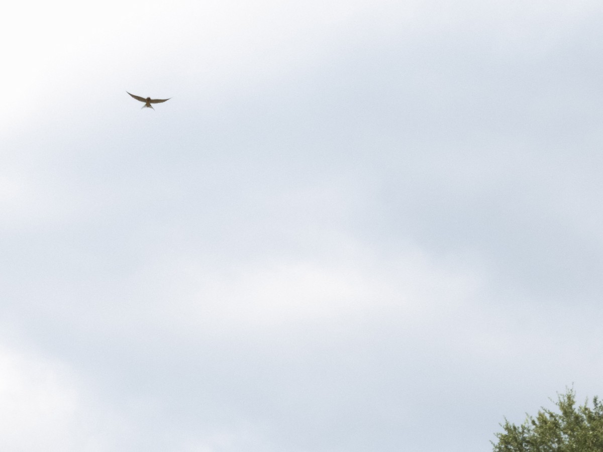 Barn Swallow - ML622605958