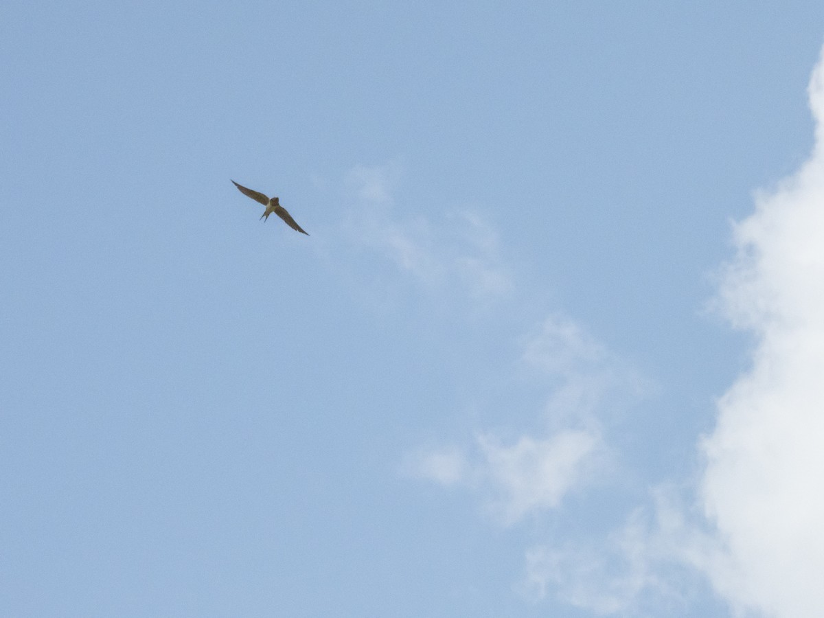 Barn Swallow - ML622605959