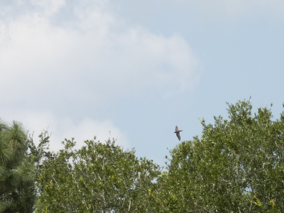 Barn Swallow - ML622605960