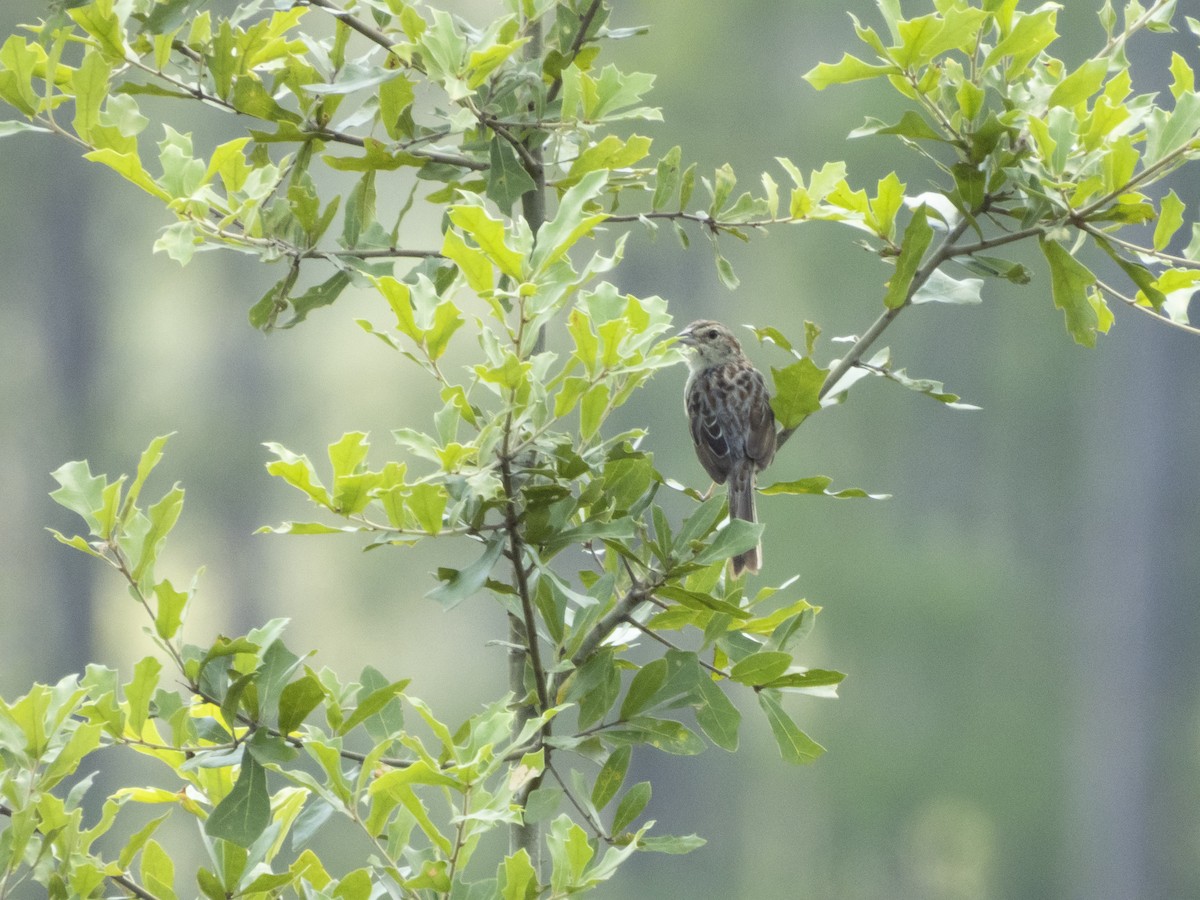 Bachman's Sparrow - ML622605963