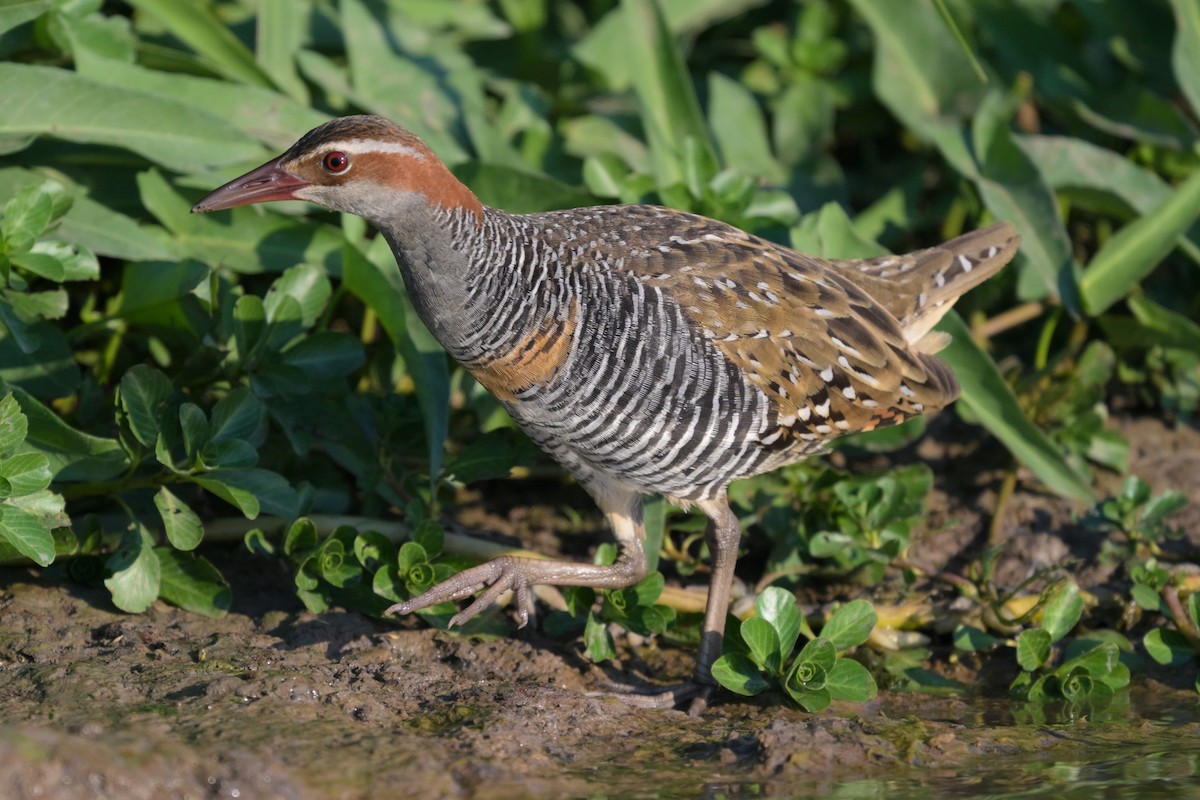 Buff-banded Rail - ML622605985