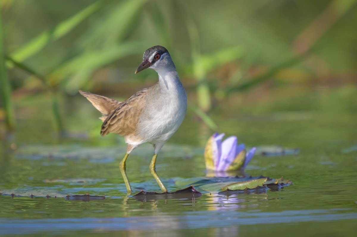 White-browed Crake - ML622605987