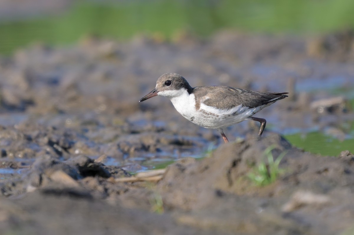 Red-kneed Dotterel - Roger MacKertich