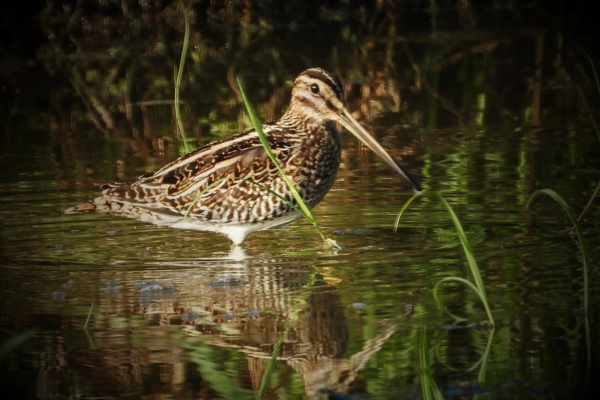 Common Snipe - Vojtěch Danzmajer