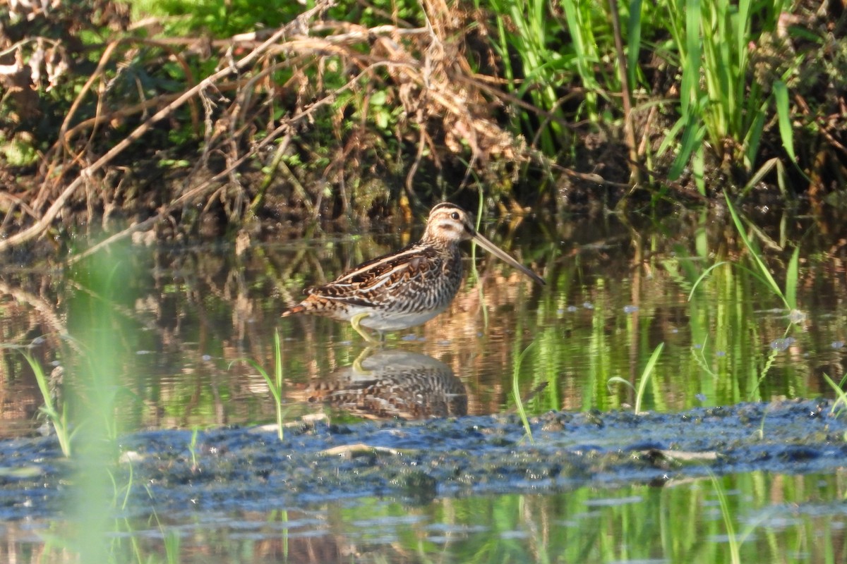 Common Snipe - Vojtěch Danzmajer