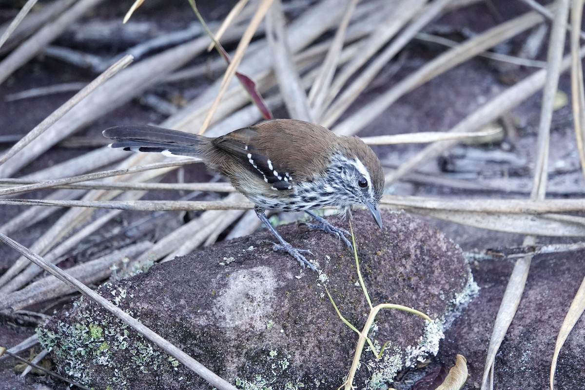 Sincorá-Ameisenfänger - ML622606086