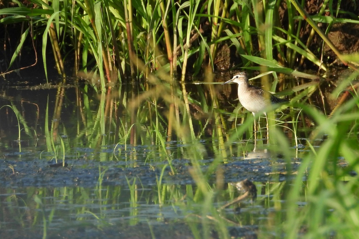 Wood Sandpiper - Vojtěch Danzmajer