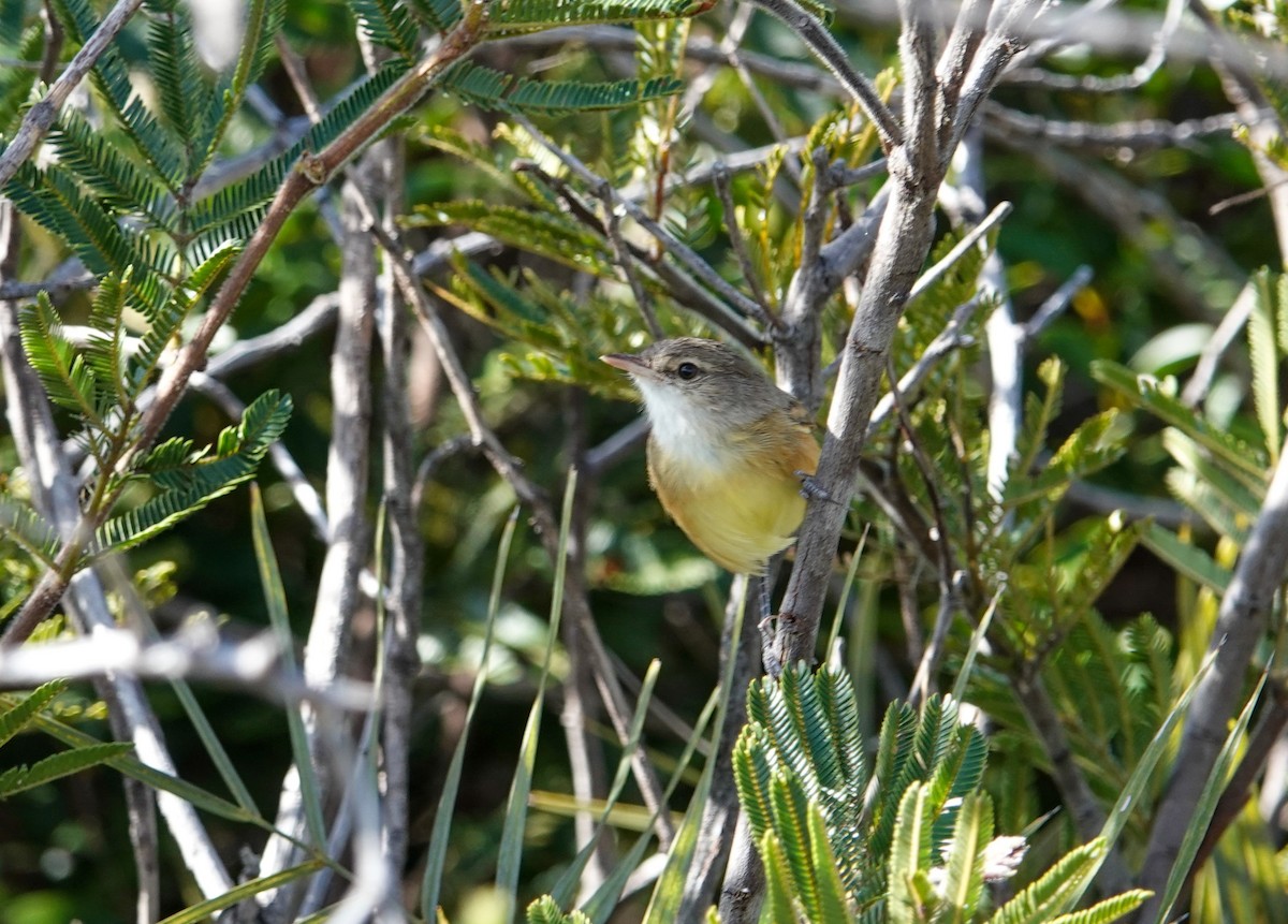 Rufous-sided Scrub-Tyrant - ML622606125