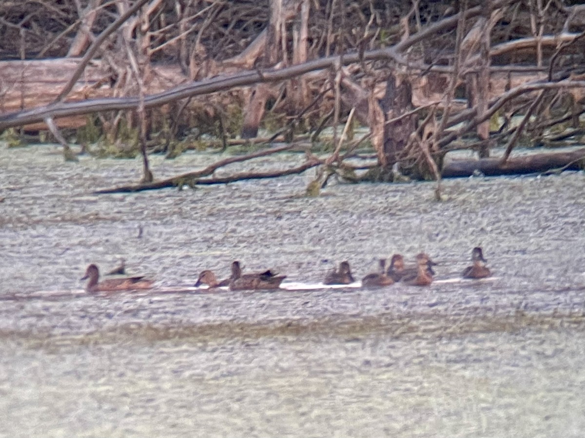 Blue-winged Teal - ML622606149