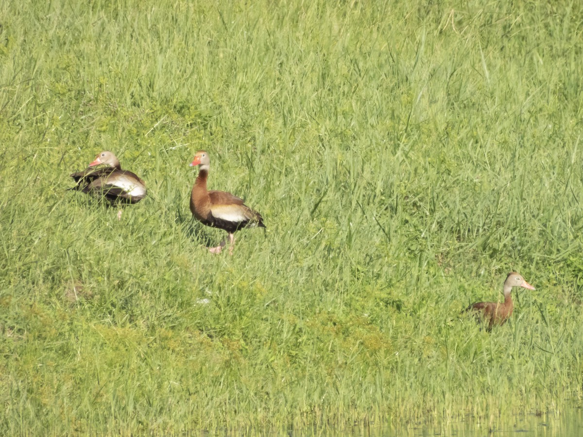 Black-bellied Whistling-Duck - Carol Bailey-White