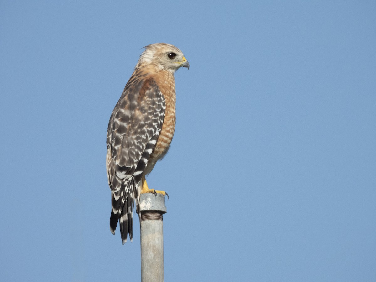 Red-shouldered Hawk - ML622606174