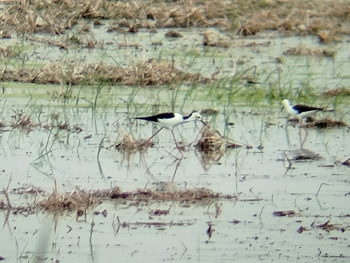 Pied Stilt - ML622606188