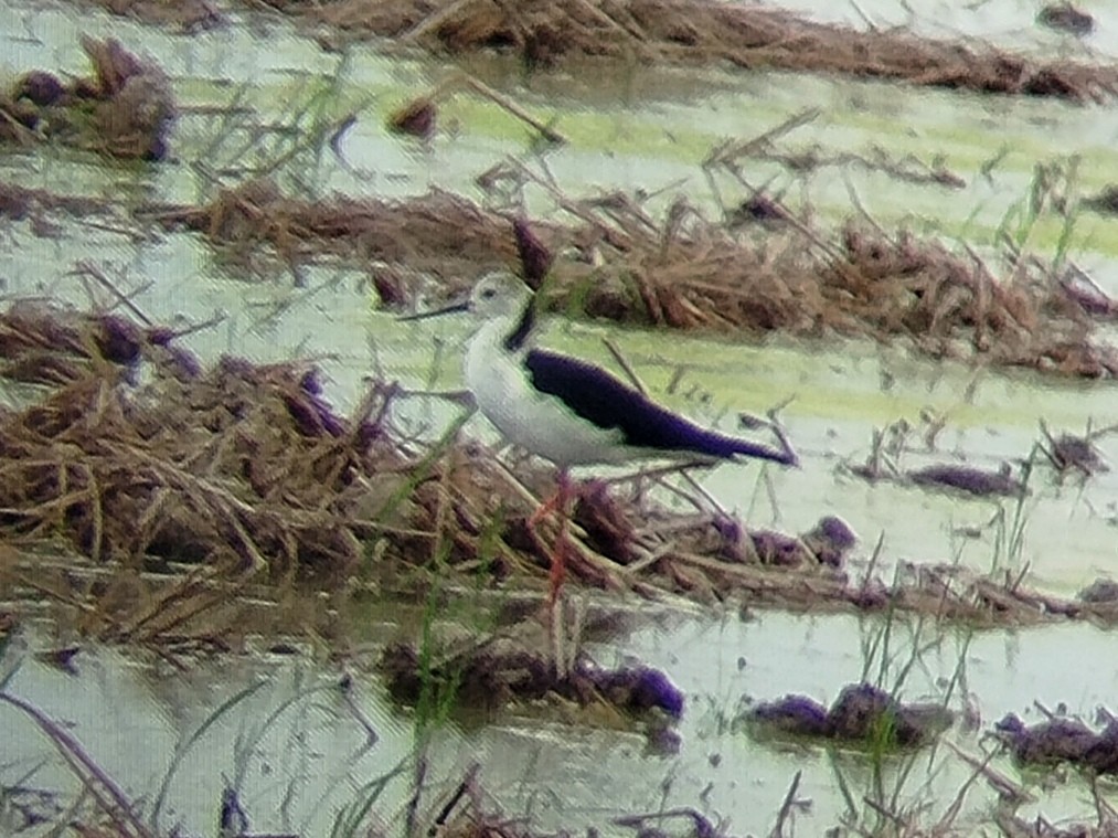 Pied Stilt - ML622606189