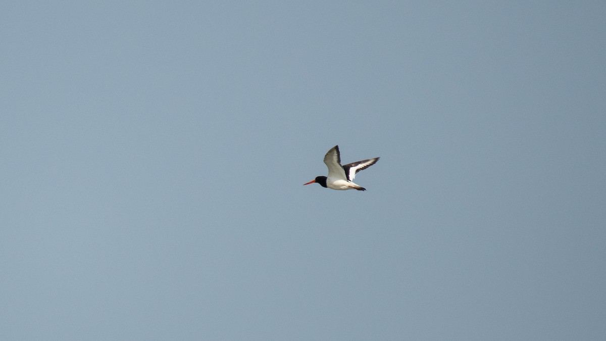 Eurasian Oystercatcher - Faisal Fasaludeen