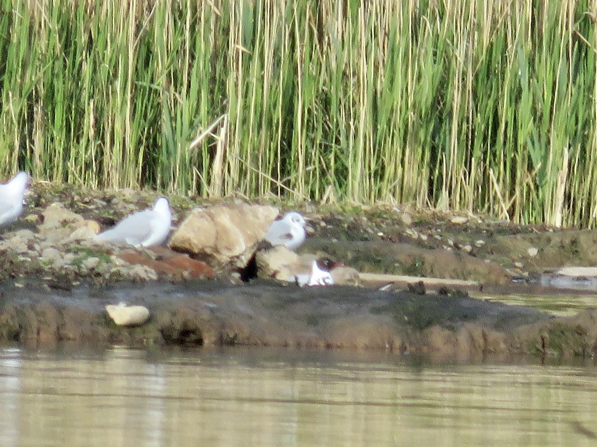 Bonaparte's Gull - ML622606199